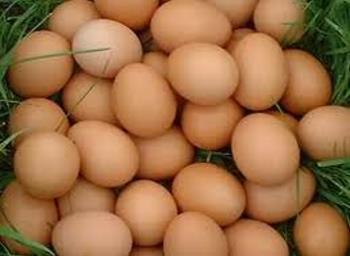 fresh eggs white and brown wholesaler saleit.eu